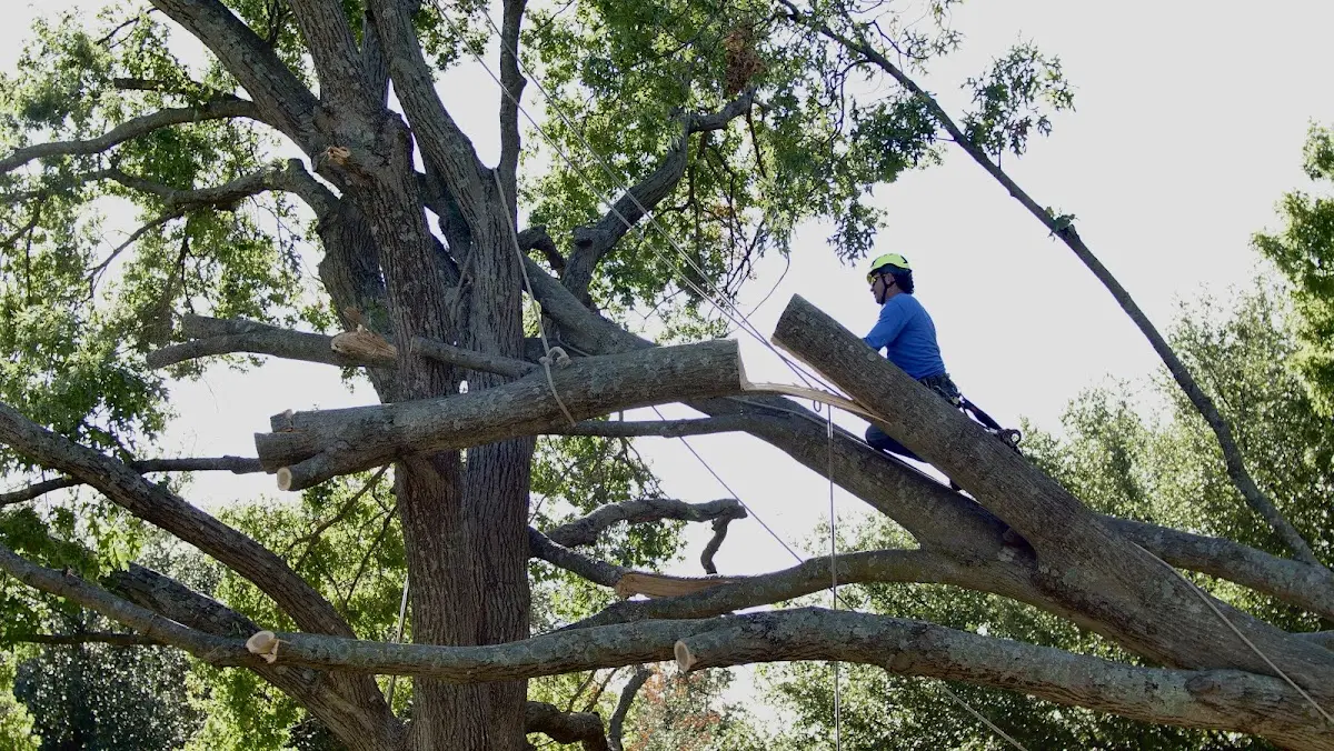 Professional Crown Thinning performed by certified arborists in Crawford